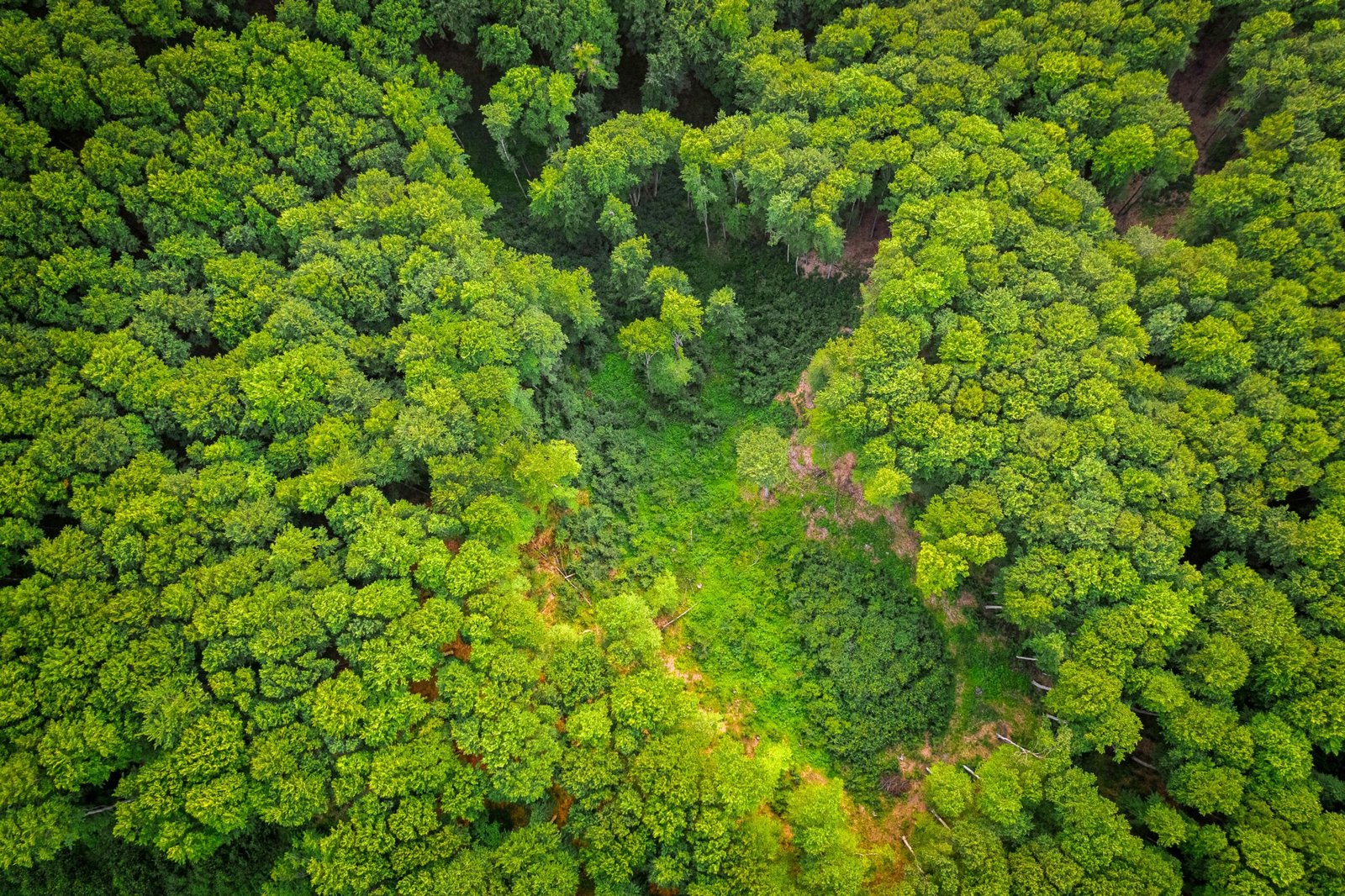 green and brown trees during daytime